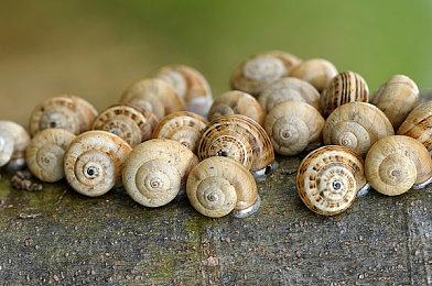 《极限竞速：Motorsport》车辆升级系统改动细节公布